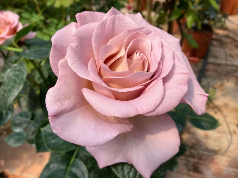 ROSA BLU GIRL GRANDE FIORE