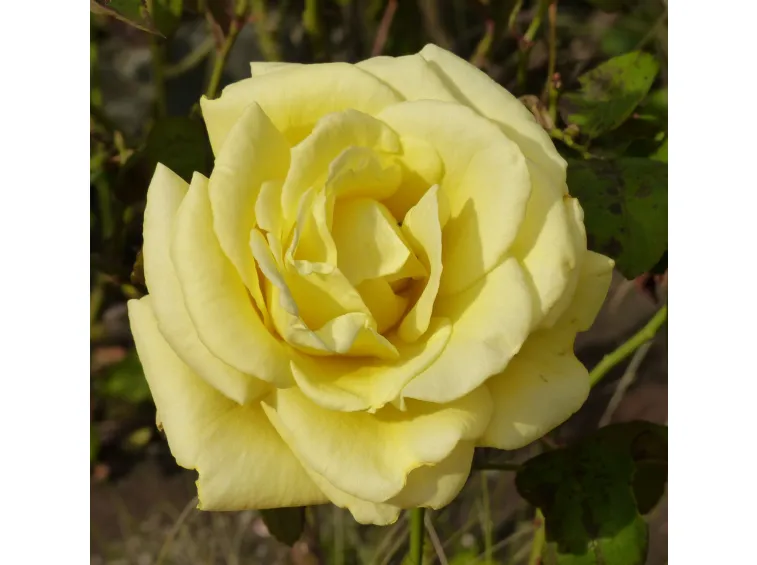 ROSA GOLDEN PERFUMELLA GRANDE FIORE