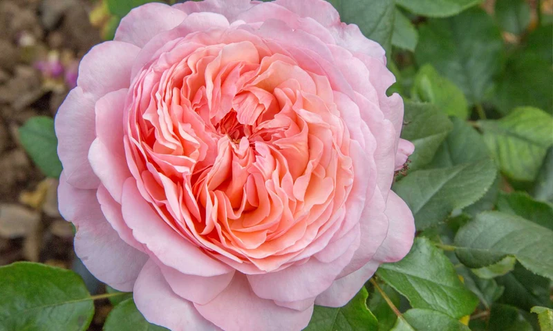 ROSA JEAN DE LA FONTAINE ROMANTICA