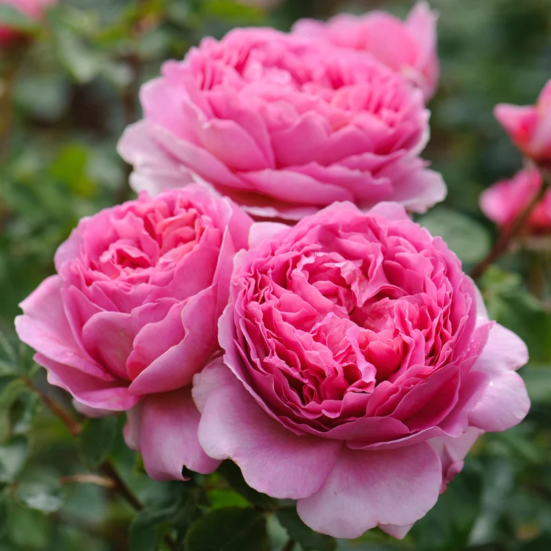 Rosa Princess Alexandra of Kent in Vaso da 19cm