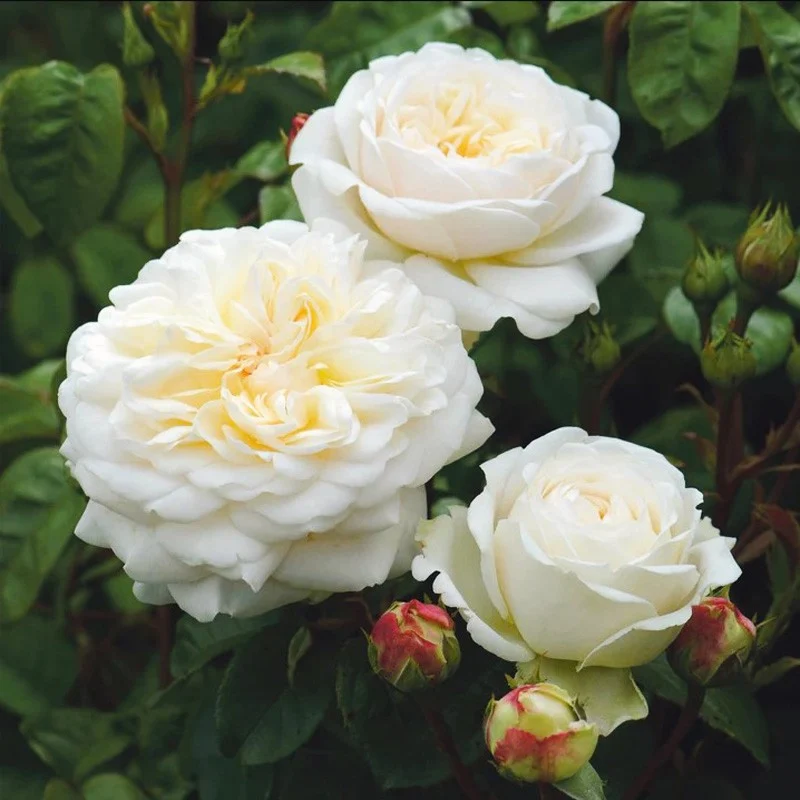Rosa Tranquillity in Vaso da 19cm