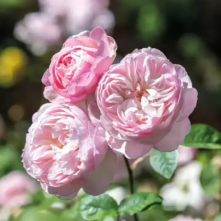 Rosa Gentle Hermione in Vaso da 19cm
