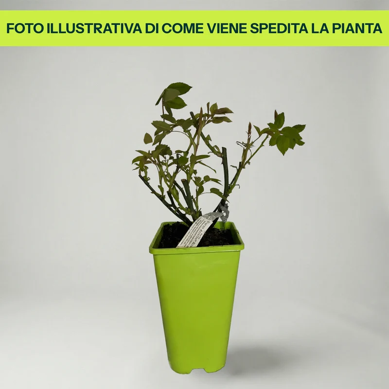 Rosa Boscobel in Vaso da 19cm