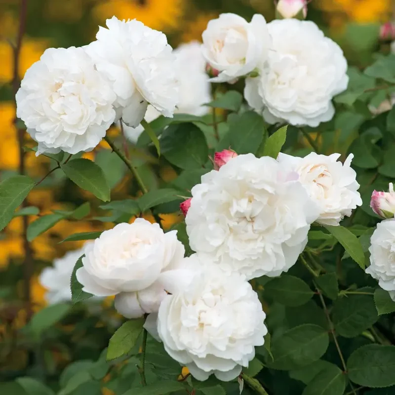 Rosa William and Catherine in Vaso da 19cm