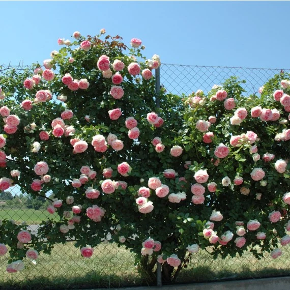 ROSA PIERRE DE RONSARD RAMPICANTE PROFUMATA IN VASO 19CM