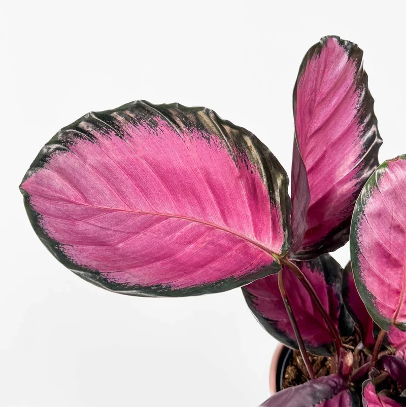Calathea Misty Red in Vaso da 14cm