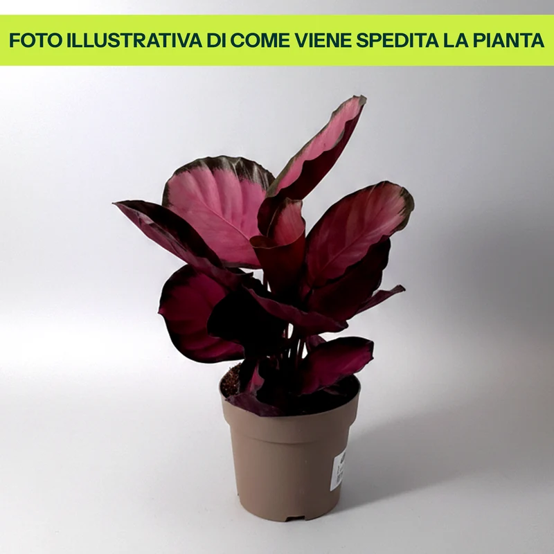 Calathea Misty Red in Vaso da 14cm