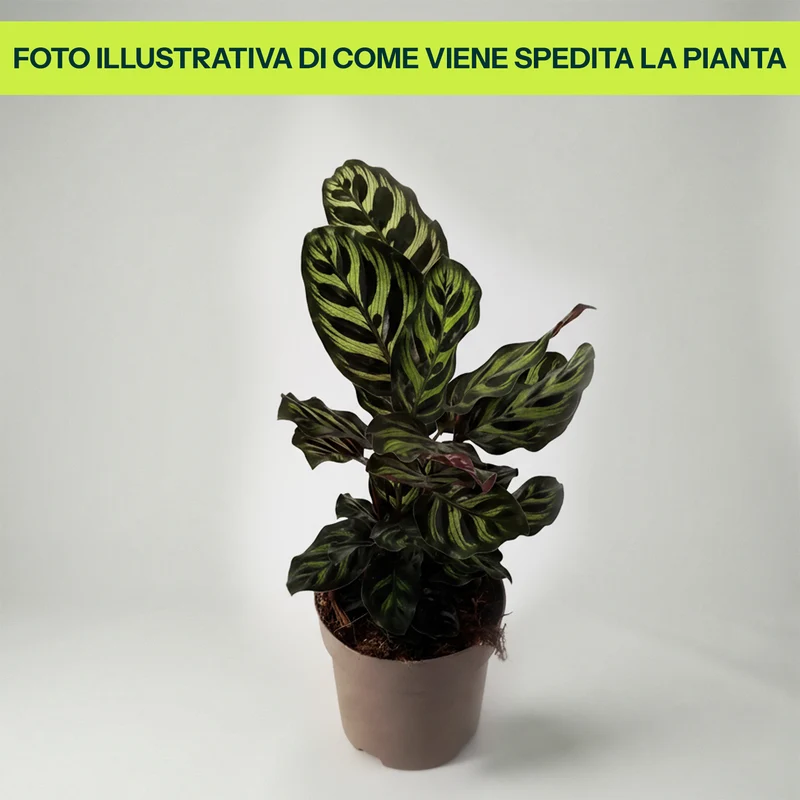 Calathea Makoyana in Vaso da 14cm