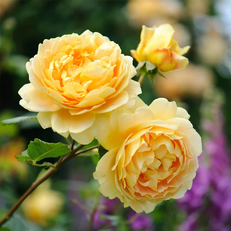 ROSA GOLDEN CELEBRATION VASO 16CM