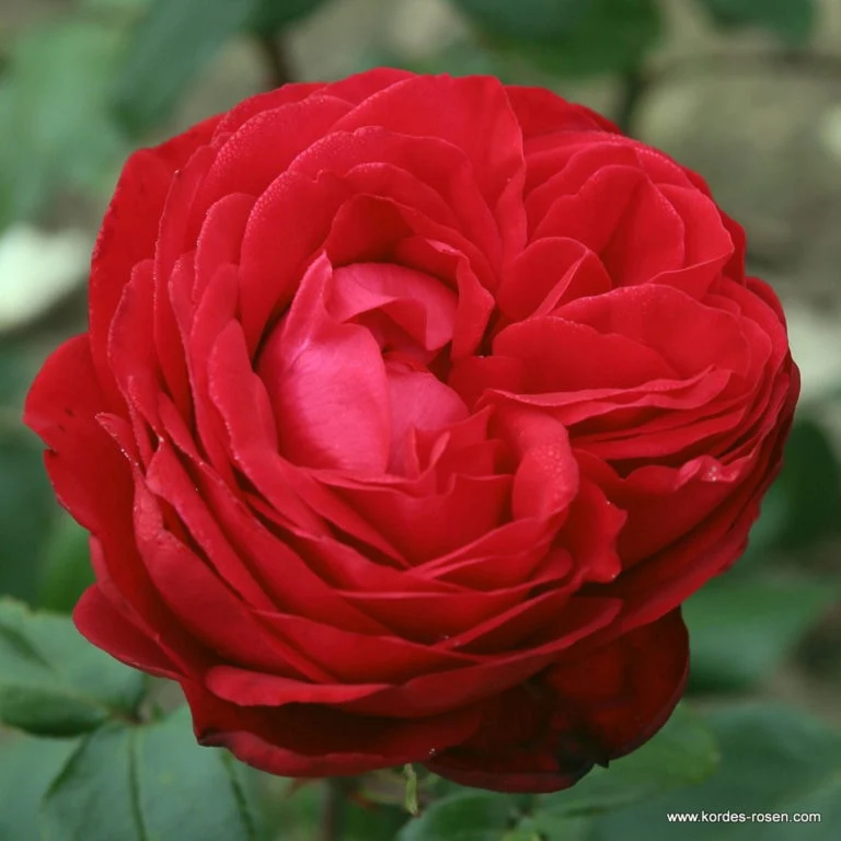 ROSA TIAMO IN VASO 14CM