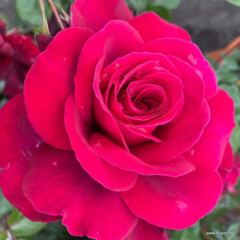 ROSA BELLEVUE IN VASO 14CM