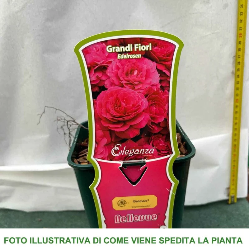 ROSA BELLEVUE IN VASO 14CM