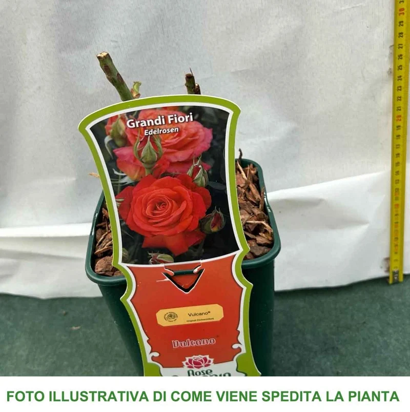 ROSA VULCANO IN VASO 14CM