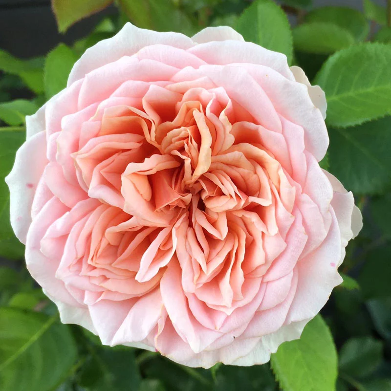 ROSA AMOROSA IN VASO 14CM