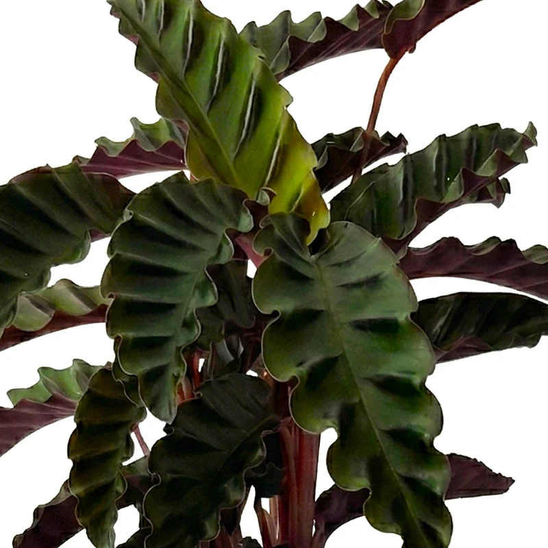 Calathea Velvet in Vaso da 14cm