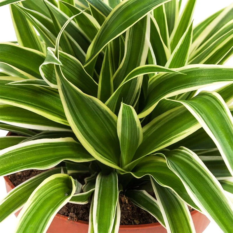 Chlorophytum Ocean in Kokodama in Vaso da 12cm