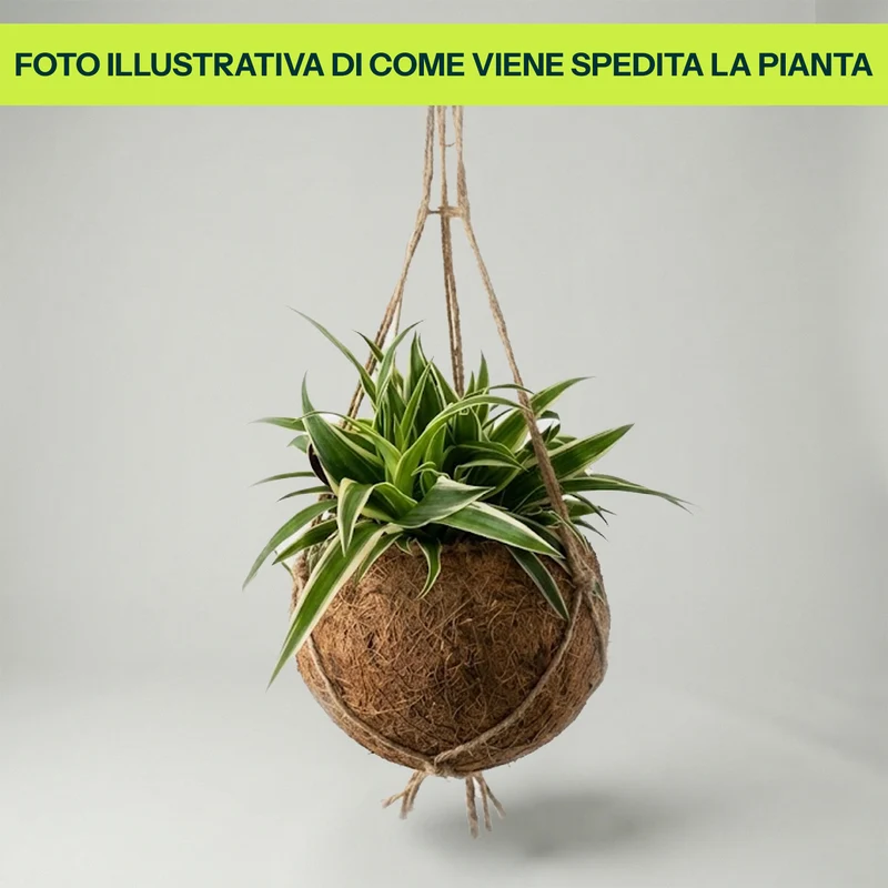 Chlorophytum Ocean in Kokodama in Vaso da 12cm