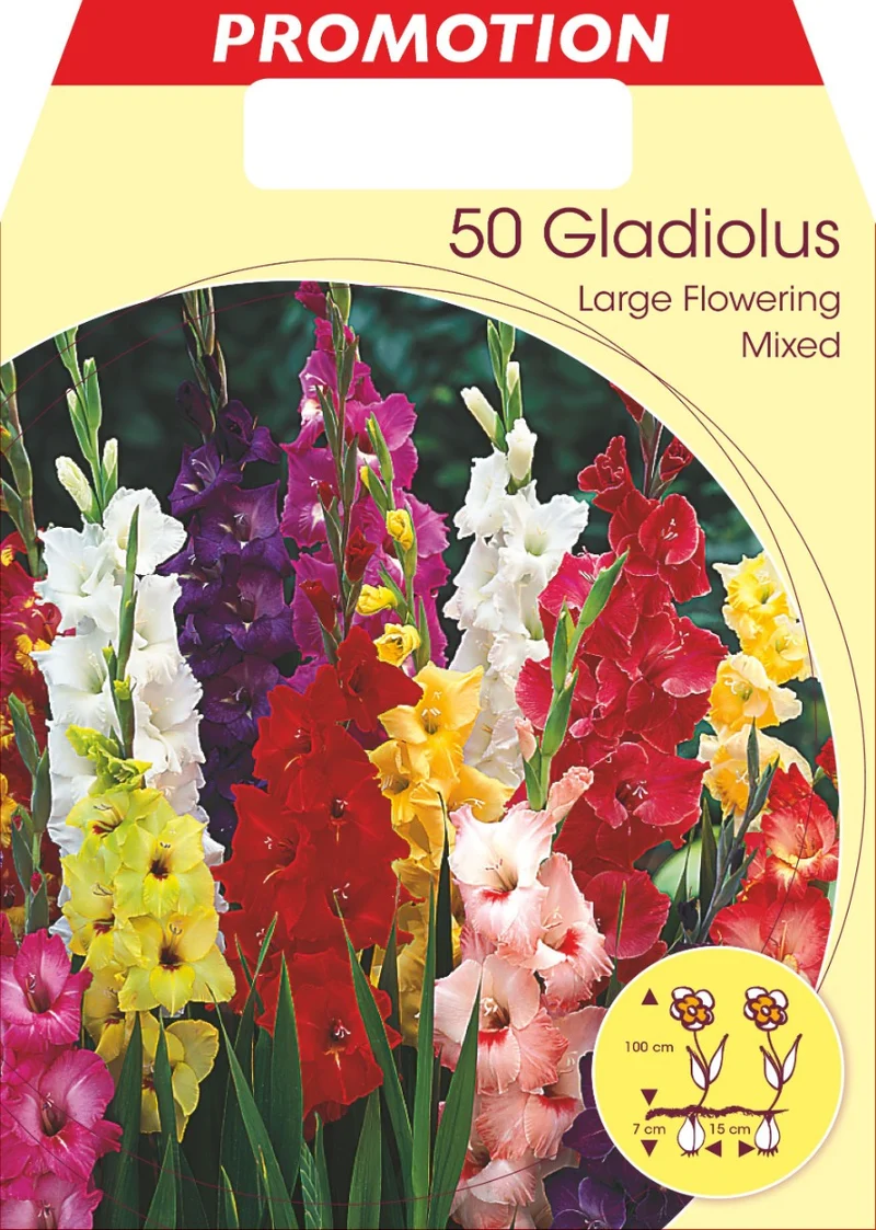 GLADIOLO A FIORI GRANDI MIX DI COLORI (CONFEZIONE DA 50 BULBI)