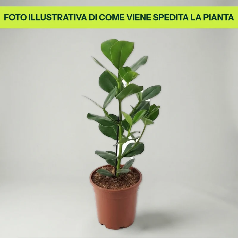 Clusia Rosea Princess in Vaso da 17cm