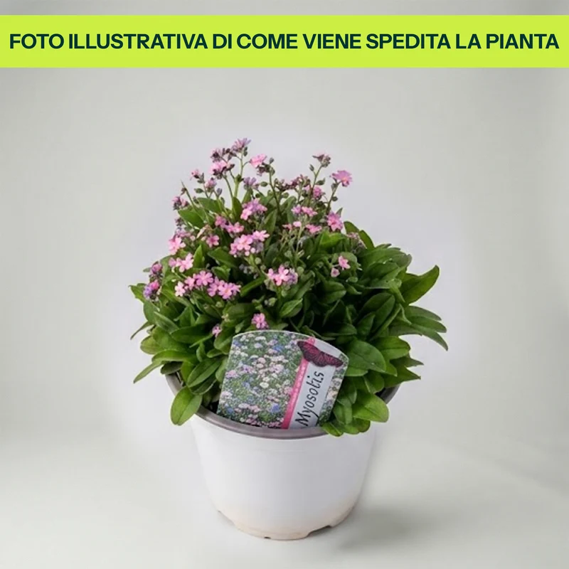 Myosotis in Vaso da 14cm