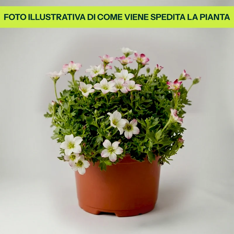 Saxifraga Alpino Rosa in Vaso da 13cm