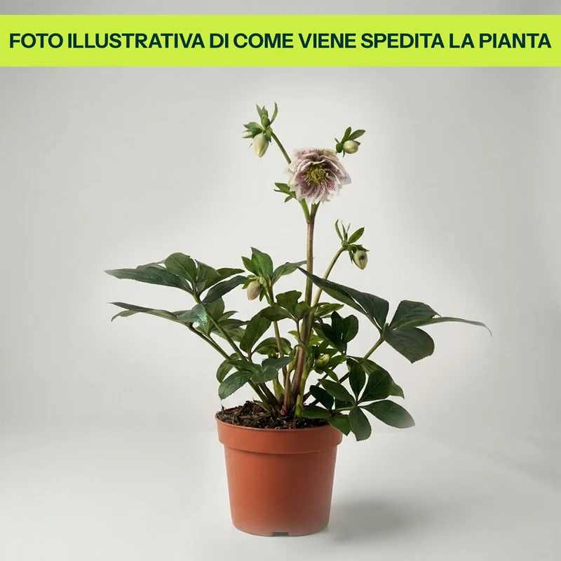 Helleborus Orientalis in Vaso da 14cm