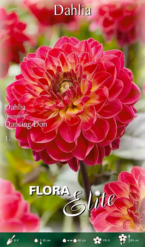 DAHLIA DECORATIVE DANCING DON (CONFEZIONE DA 1 BULBO)