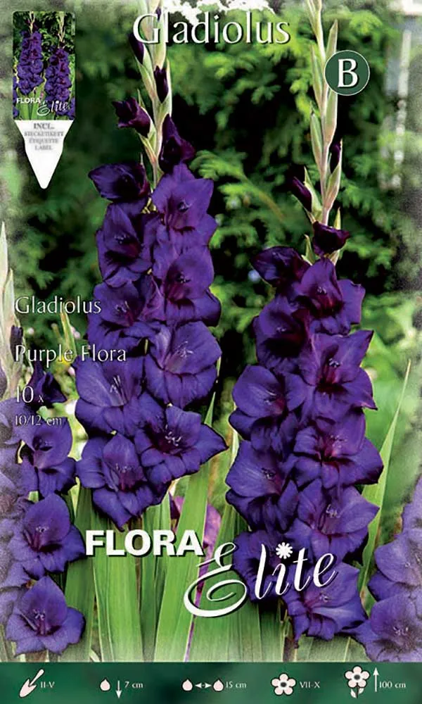 GLADIOLI A FIORI GRANDI PURPLE FLORA (CONFEZIONE DA 10 BULBI)