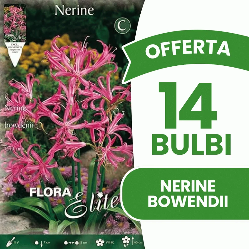 Offerta 14 Bulbi Nerine Bowendii