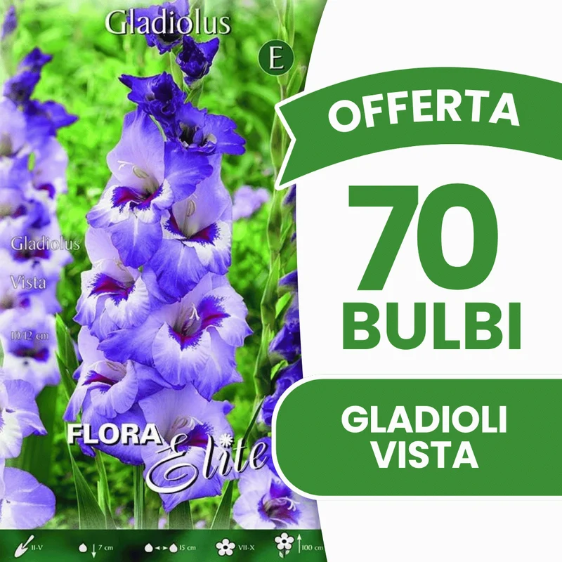 Offerta 70 Bulbi Gladioli Vista