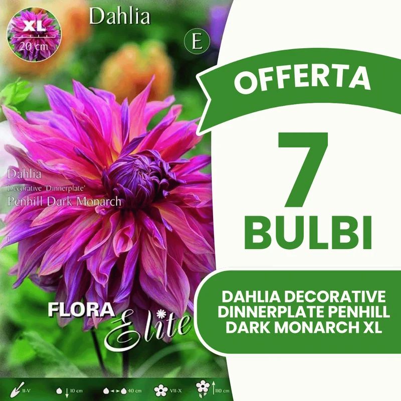 Offerta 7 Bulbi Dahlia Decorative 'Dinnerplate' Penhill Dark Monarch XL