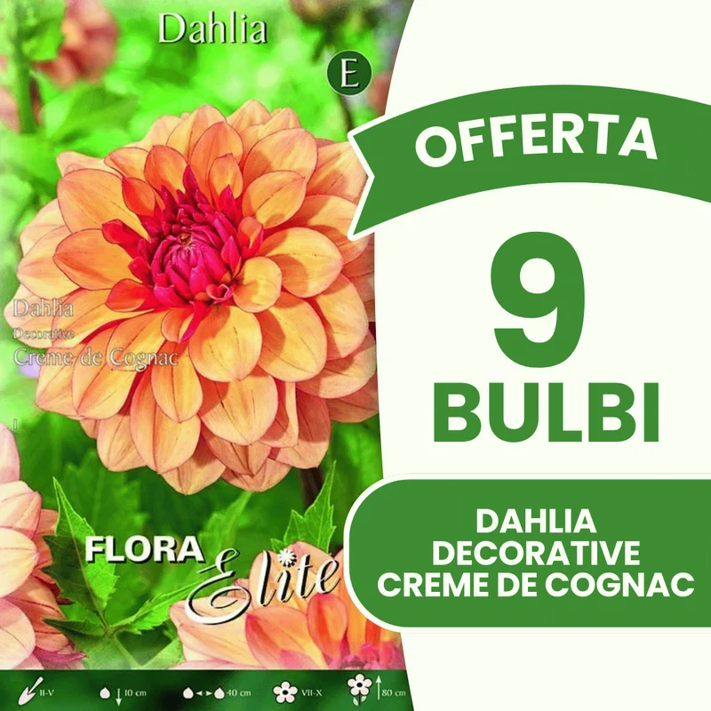 Offerta 9 Bulbi Dahlia Decorative Creme de Cognac