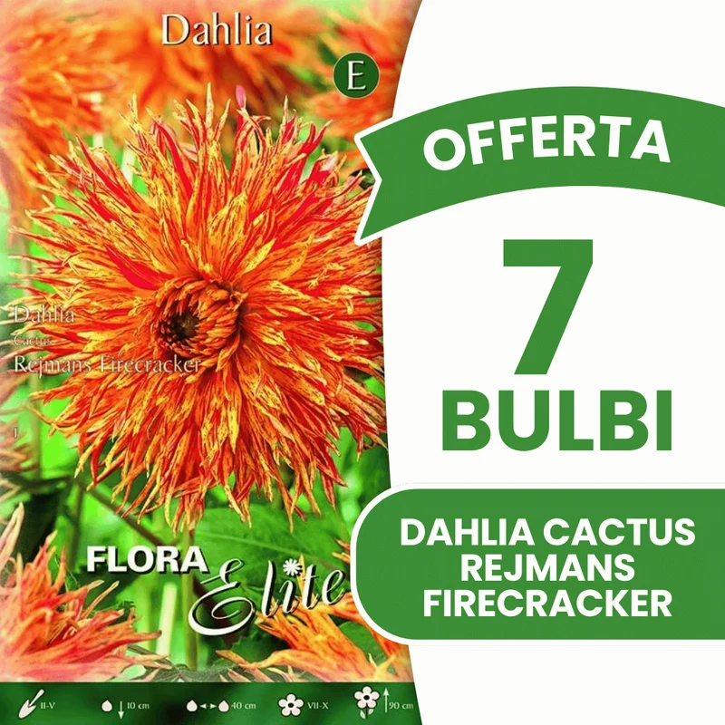 Offerta 7 Bulbi Dahlia Cactus Rejmans Firecracker