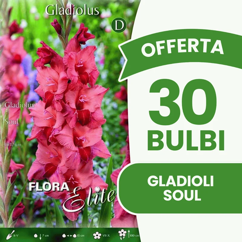 Offerta 30 Bulbi Gladioli Soul