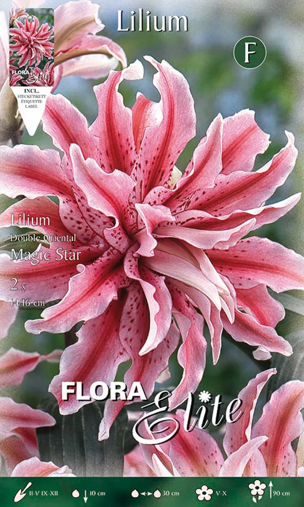 LILIUM ORIENTAL MAGIC STAR A FIORE DOPPIO (CONFEZIONE DA 2 BULBI)