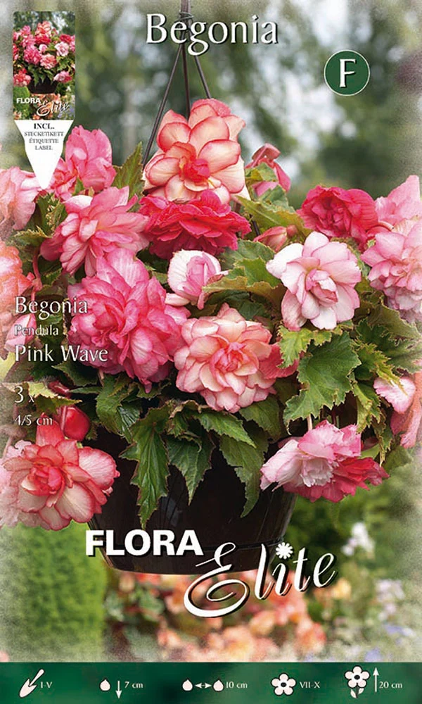 BEGONIA PENDULA PINK WAVE (CONFEZIONE DA 3 BULBI)