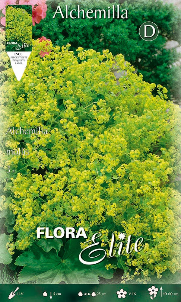 ALCHEMILLA MOLLIS (CONFEZIONE DA 3 BULBI)