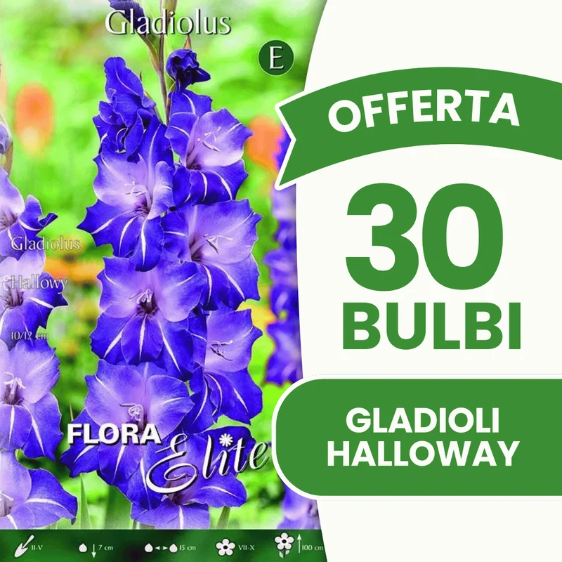 Offerta 30 Bulbi Gladioli Halloway