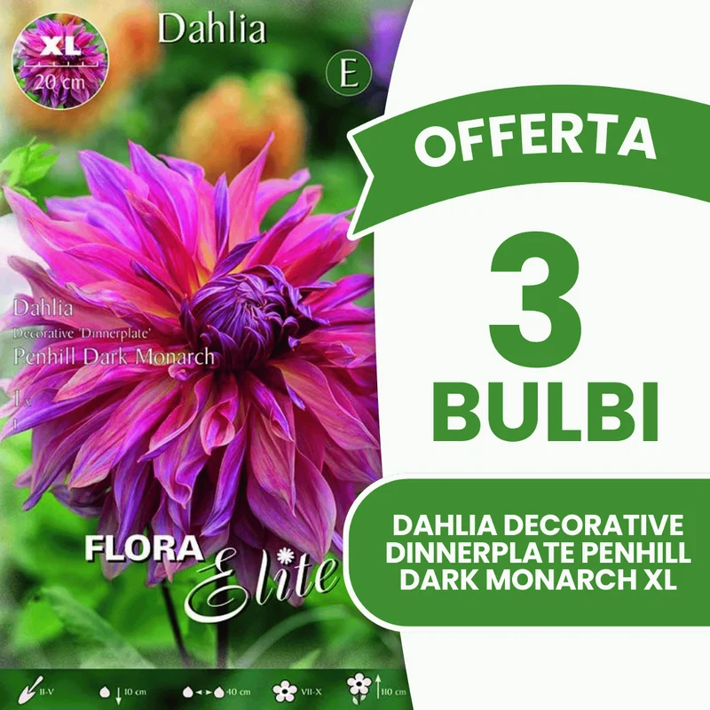 Offerta 3 Bulbi Dahlia Decorative 'Dinnerplate' Penhill Dark Monarch XL