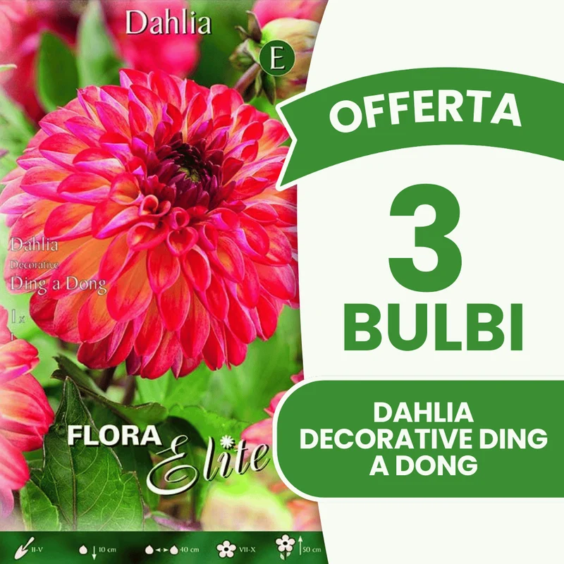 Offerta 3 Bulbi Dahlia Decorative Ding a Dong