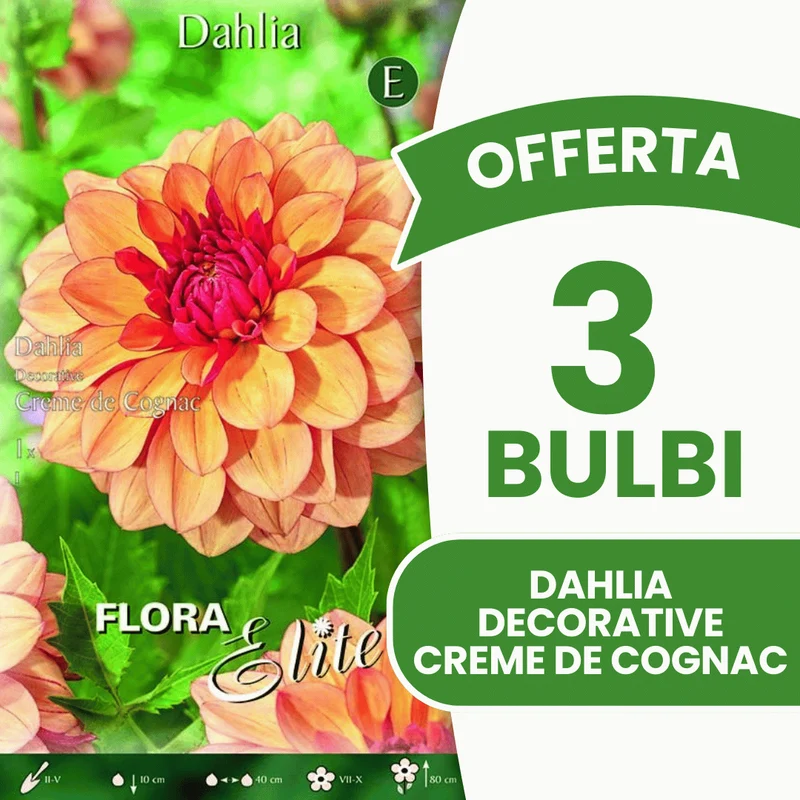 Offerta 3 Bulbi Dahlia Decorative Creme de Cognac