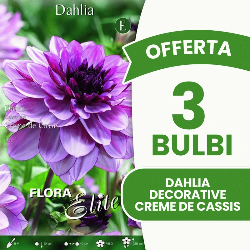 Offerta 3 Bulbi Dahlia Decorative Creme de Cassis