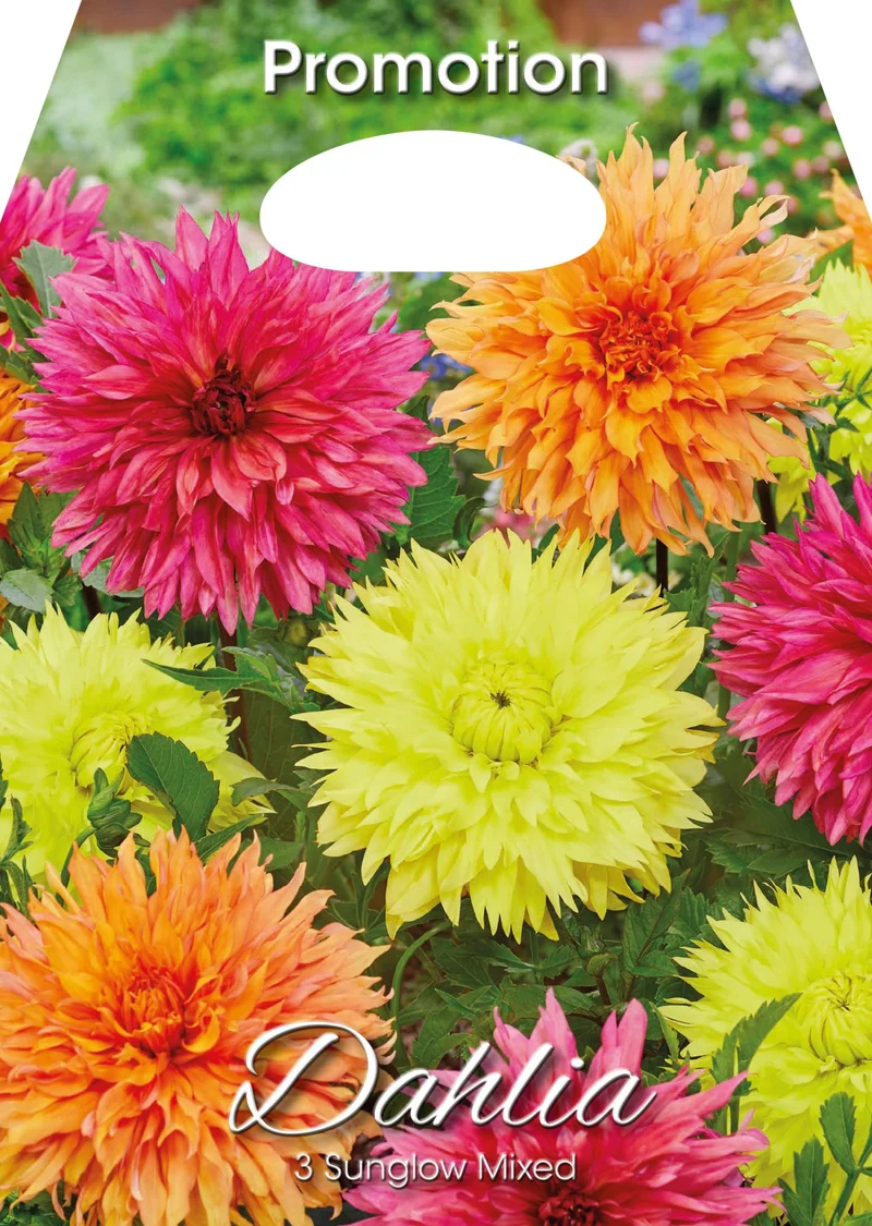 Dahlia Sunglow Mixed (CONFEZIONE DA 3 BULBI)