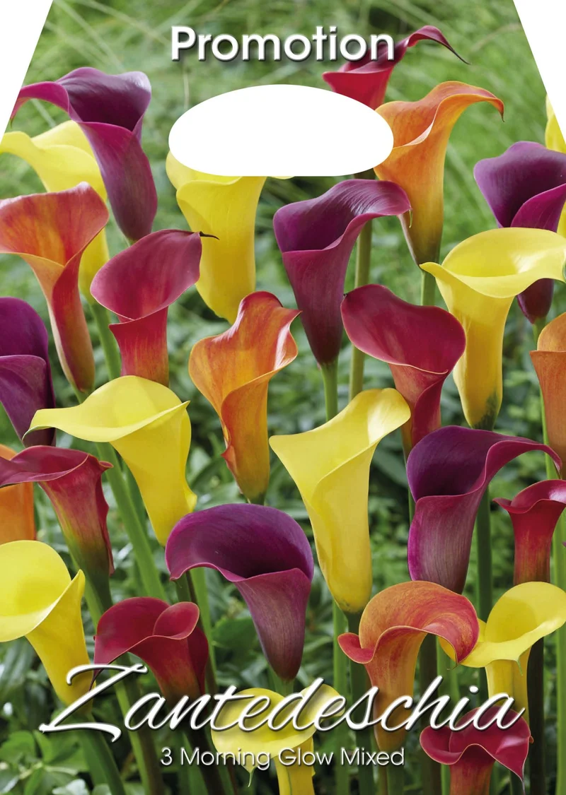 Zantedeschia Morning Glow Mixed (CONFEZIONE DA 3 BULBI)