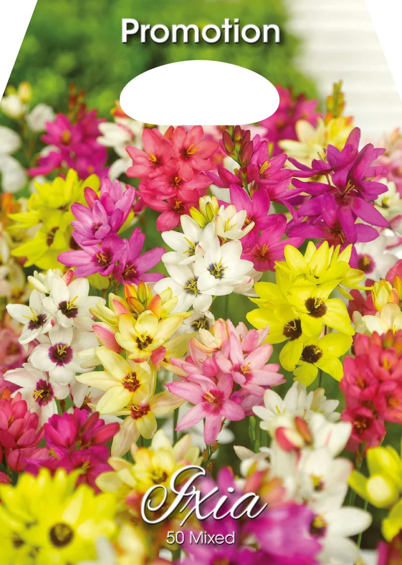 Ixia Mixed (CONFEZIONE DA 50 BULBI)