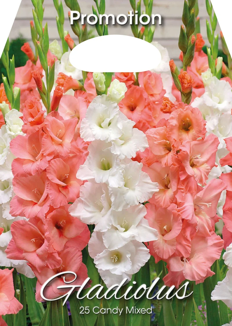 Gladioli Candy Mixed (CONFEZIONE DA 25 BULBI)