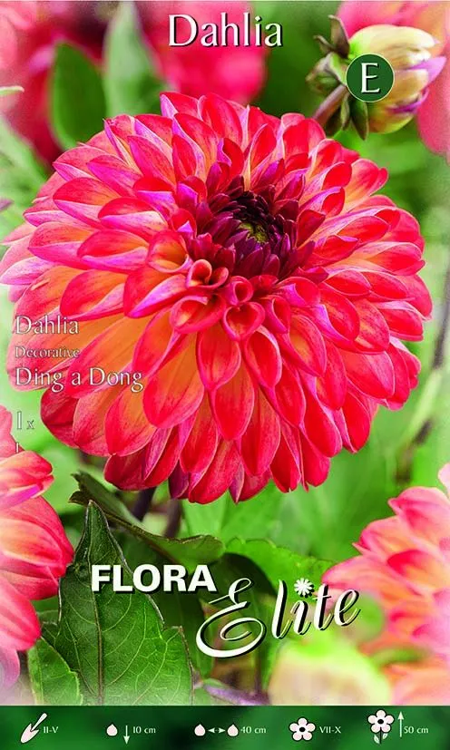 Dahlia Decorative Ding a Dong (CONFEZIONE DA 1 BULBO)