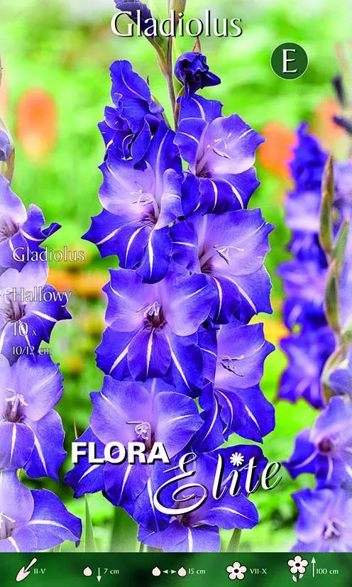 Gladioli Halloway (CONFEZIONE DA 10 BULBI)