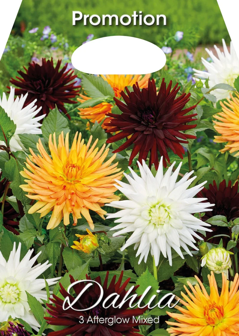 Dahlia Afterglow Mixed (CONFEZIONE DA 3 BULBI)