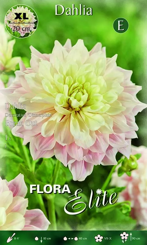 Dahlia Decorative 'Dinnerplate' Break Out XL (CONFEZIONE DA 1 BULBO)